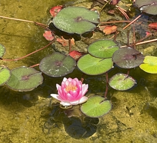 Pond